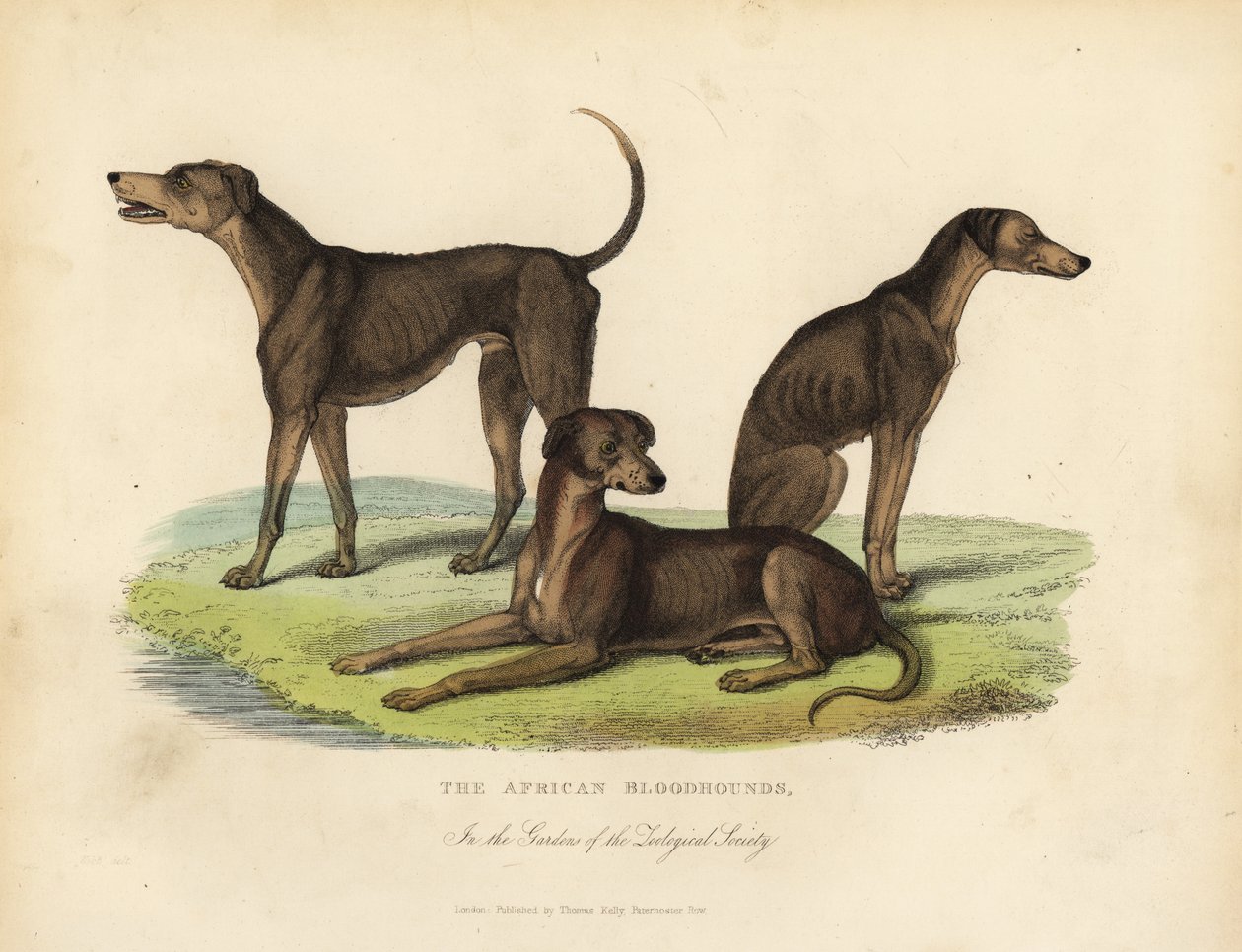 Sabuesos africanos en los jardines de la Sociedad Zoológica de William Smellie