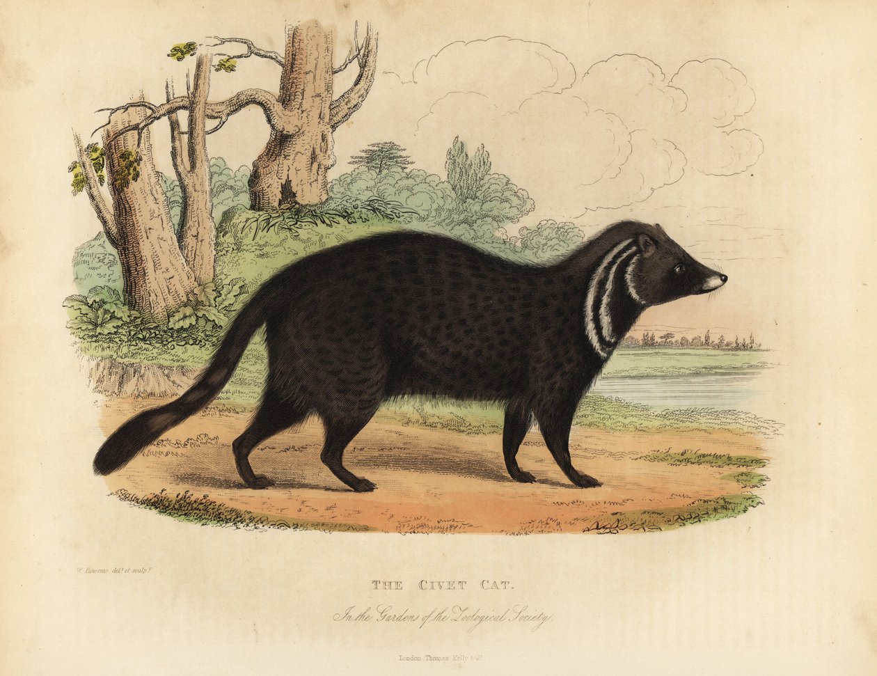 Civeta africana, Civettictis civetta de William Smellie