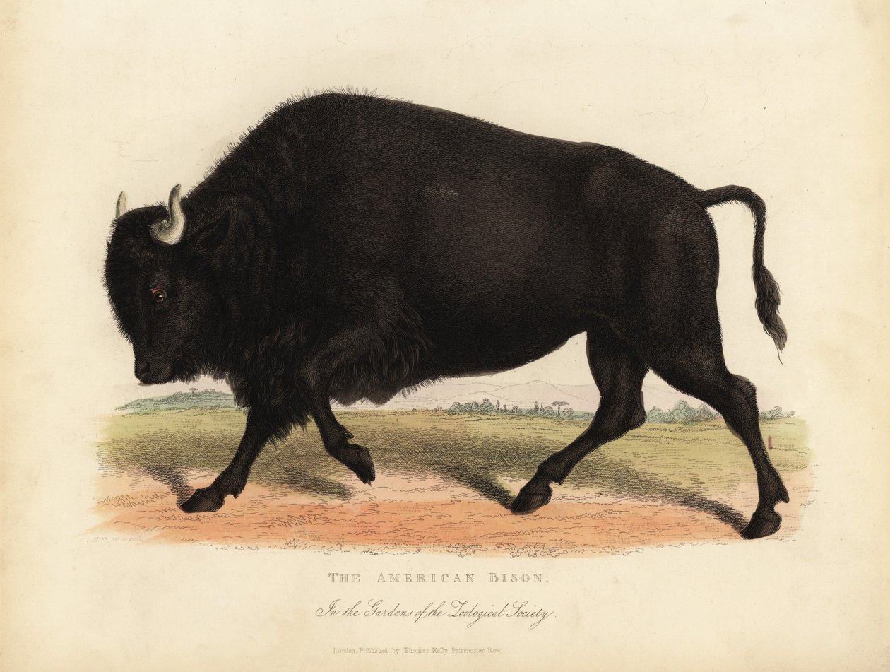 Bisonte americano o búfalo, Bison bison de William Smellie