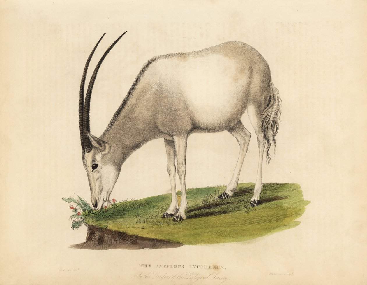 Órix árabe o blanco, Oryx leucoryx. Vulnerable de William Smellie