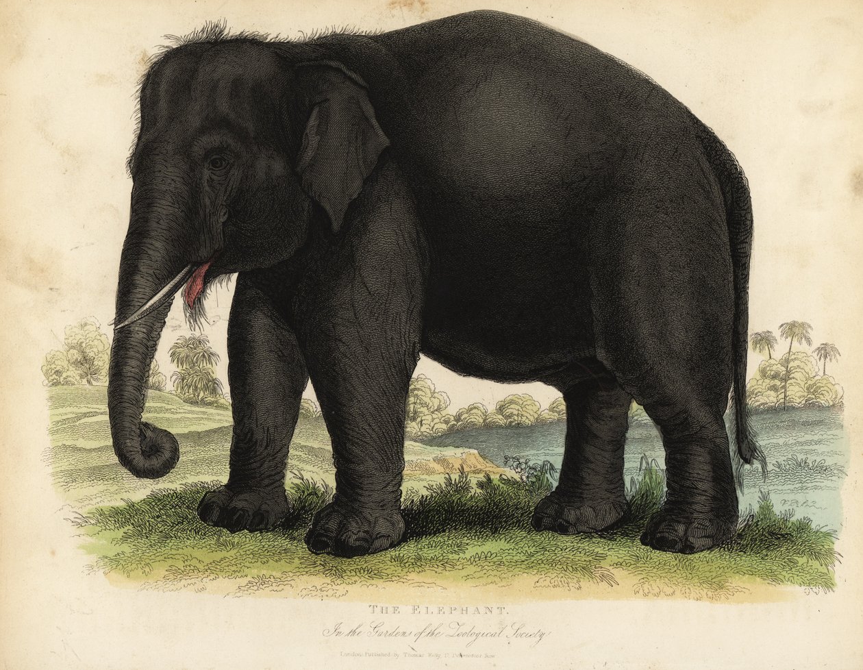 Elefante asiático, Elephas maximus, en peligro de extinción de William Smellie