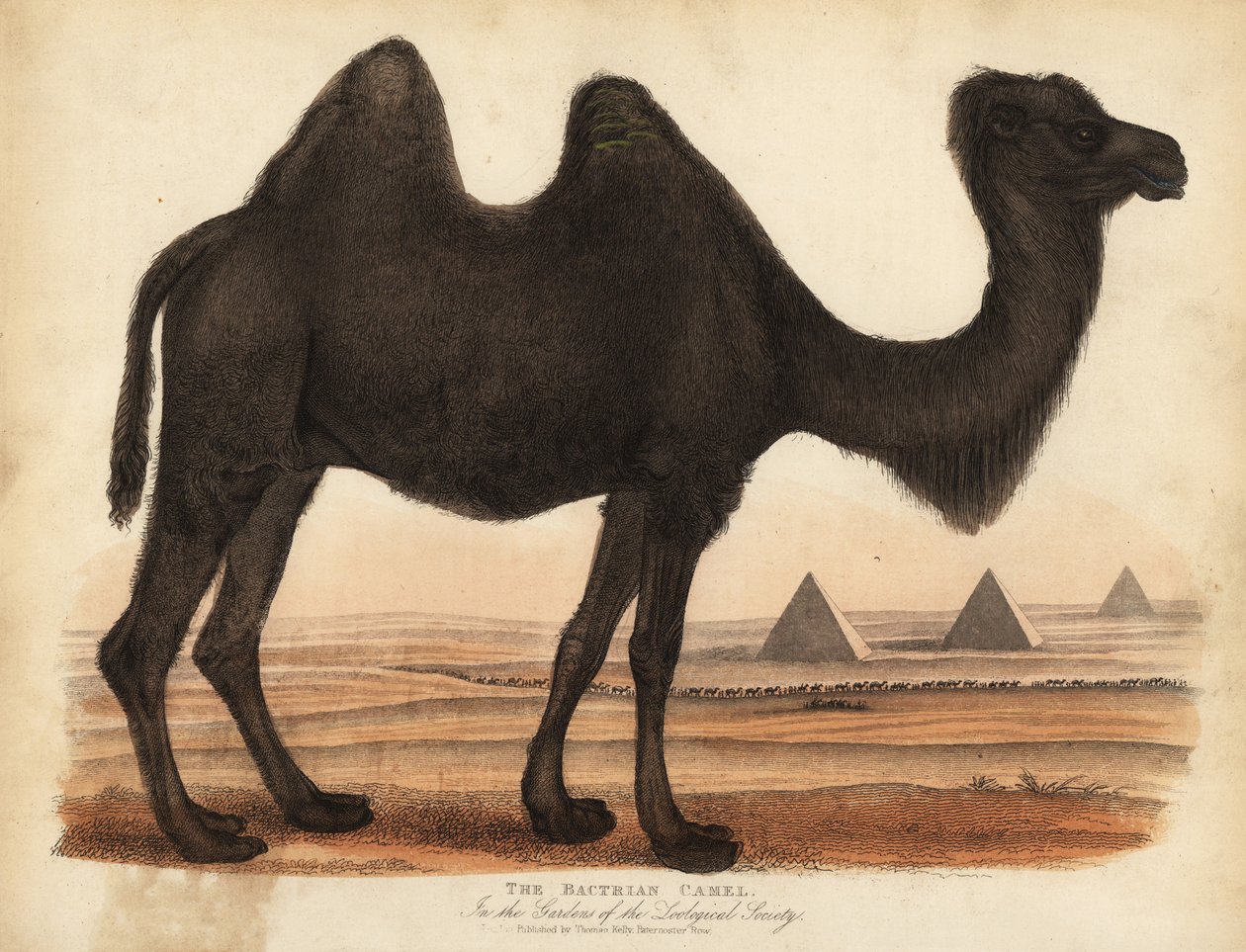 Camello bactriano, Camelus bactrianus de William Smellie