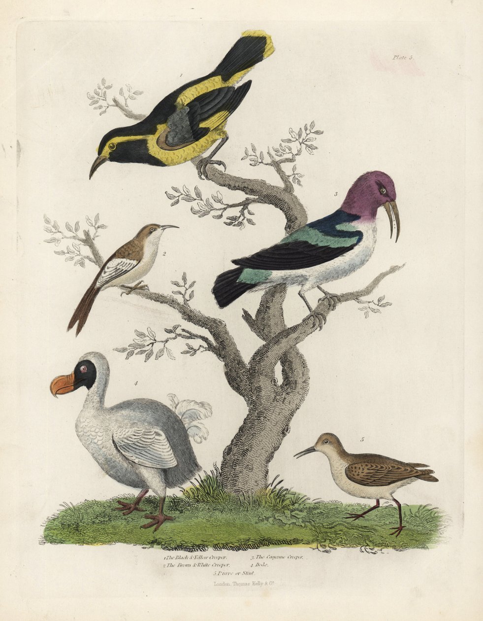 Trepador negro y amarillo, trepador marrón y blanco, Certhia americana, trepador de Cayena, Dacnis cayana, Dodo, Raphus cucullatus, y purre o correlimos, Calidris alpina. Grabado en cobre coloreado a mano por un artista desconocido del libro Historia Natur de William Smellie