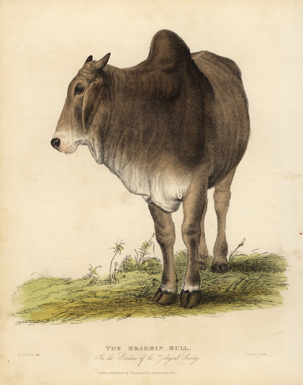 Raza Brahma de ganado cebú, Bos taurus indicus de William Smellie