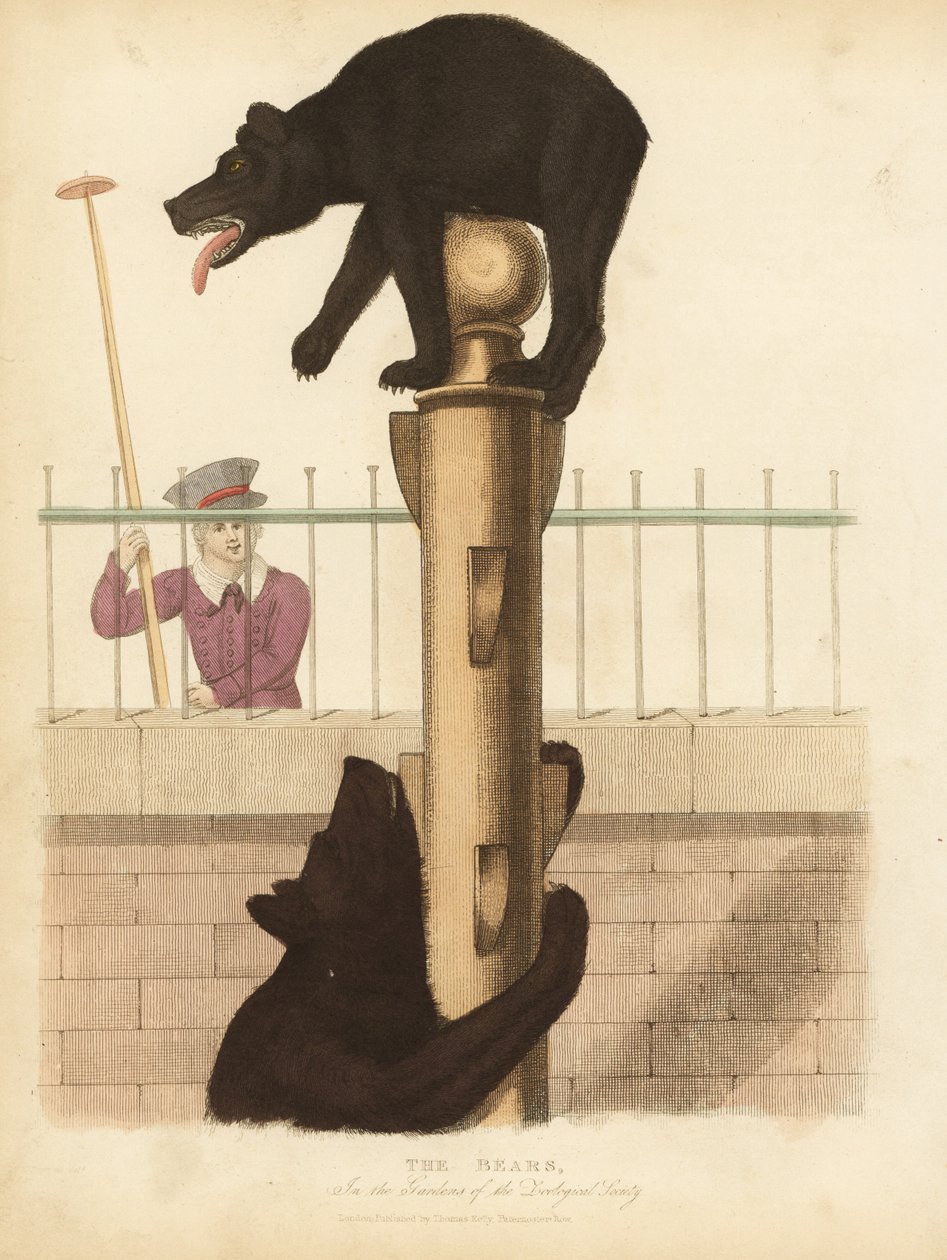 Oso pardo, Ursus arctos de William Smellie