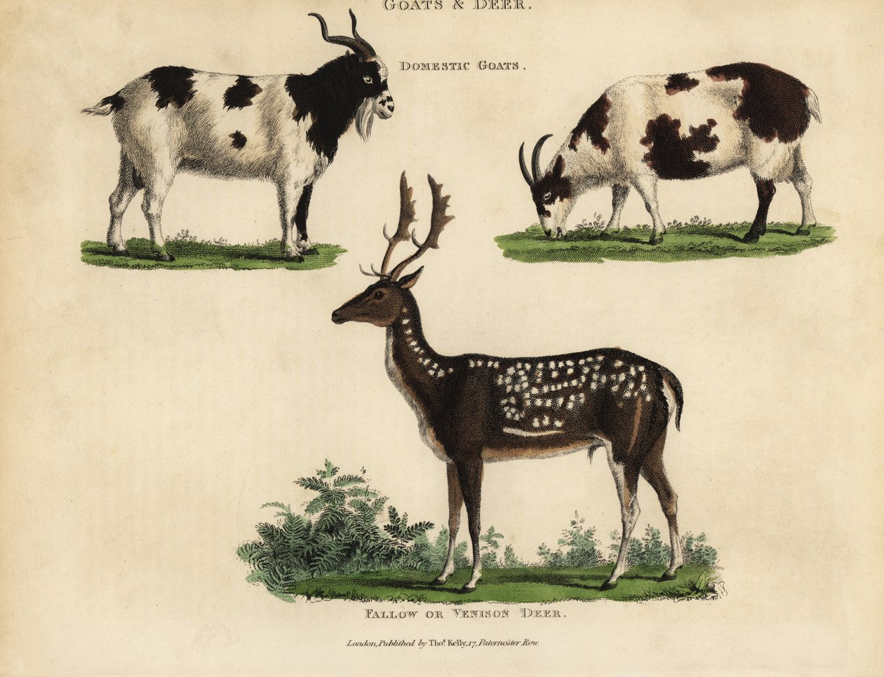 Cabras domésticas y ciervos gamos o venados de William Smellie