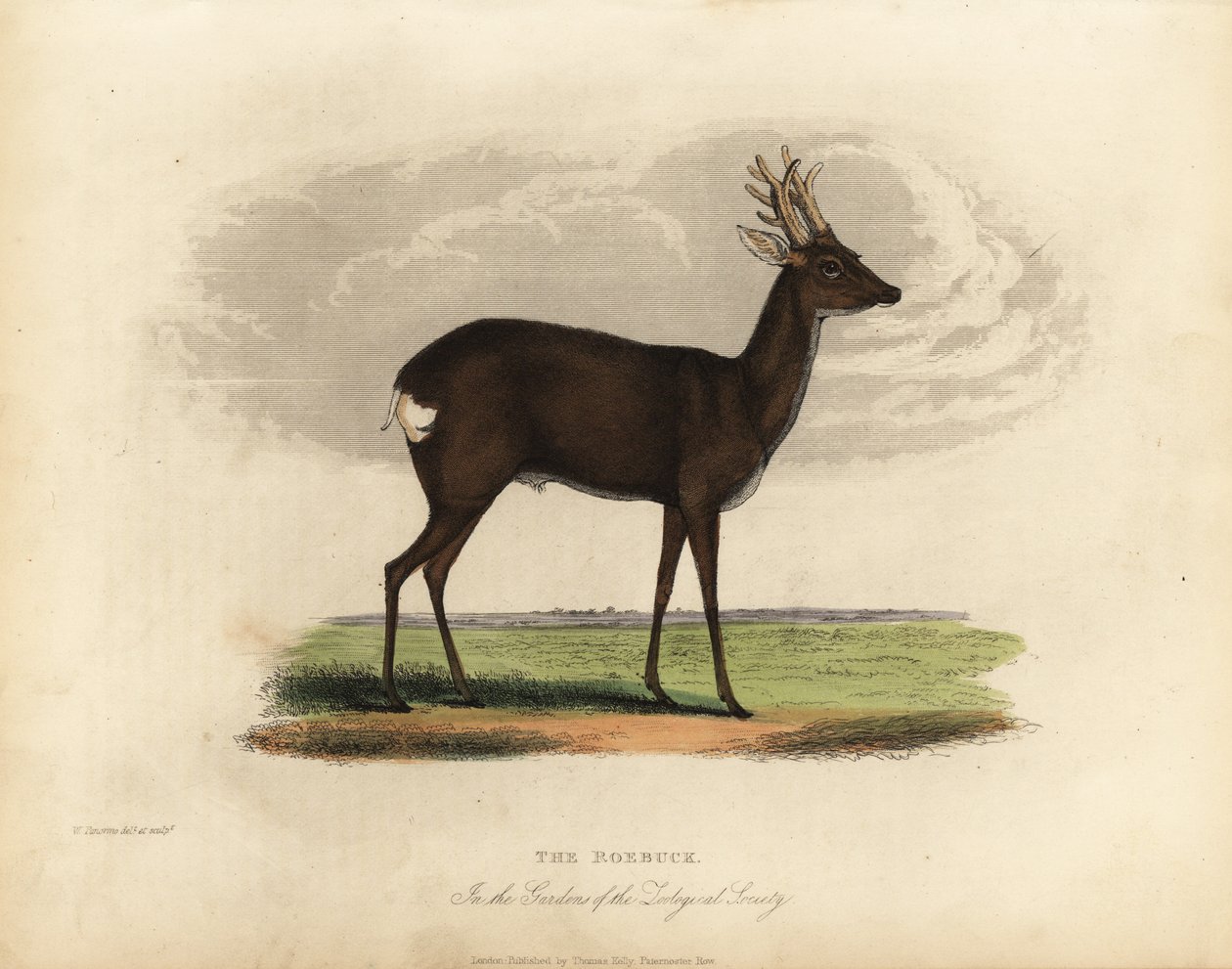 Corzo europeo, Capreolus capreolus de William Smellie