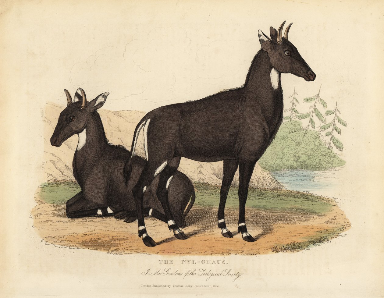 Nilgai o toro azul, Boselaphus tragocamelus de William Smellie