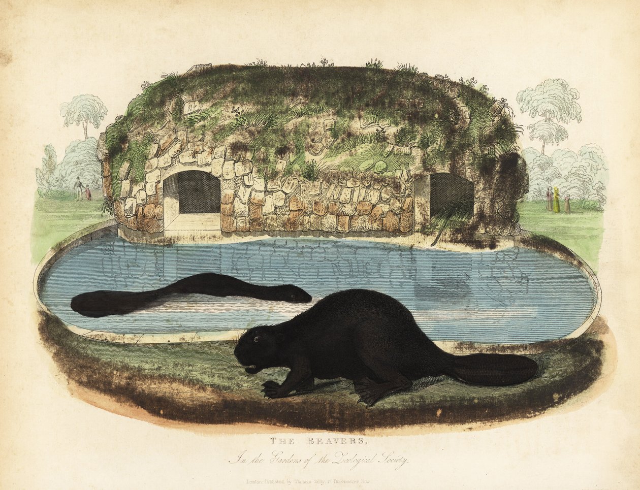 Castor norteamericano, Castor canadensis de William Smellie