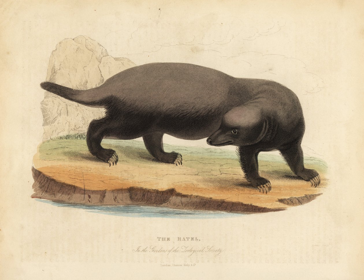 Ratel o tejón de miel, Mellivora capensis de William Smellie