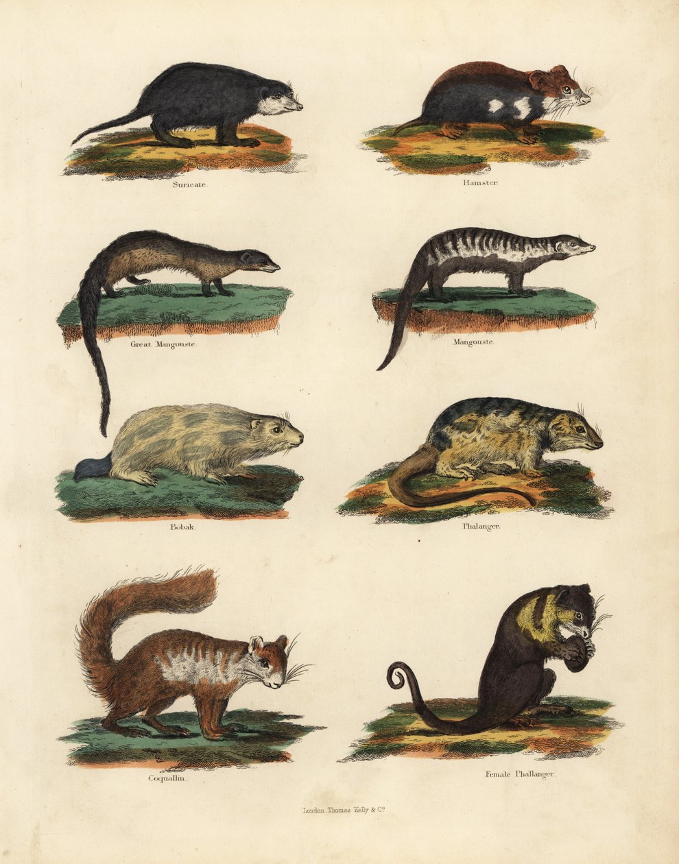 Especies de roedores de William Smellie