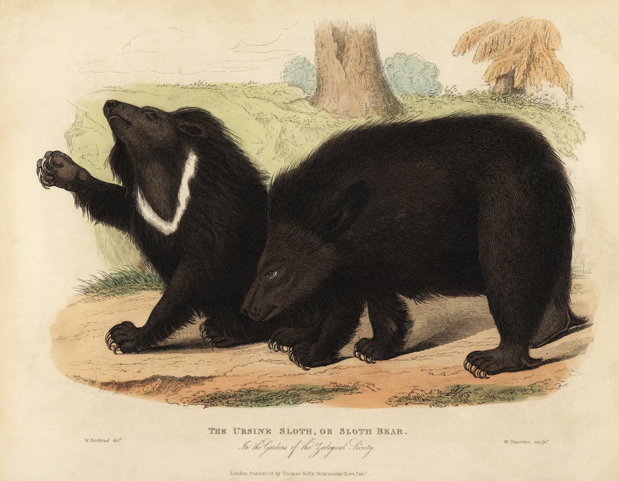 Oso perezoso, Melursus ursinus. Vulnerable de William Smellie