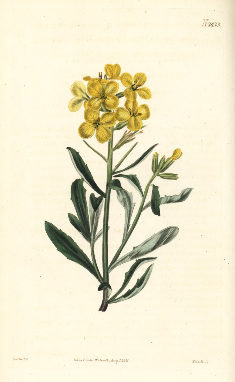 Erysimum odoratum (Erysium lanceolatum minus) de William Smellie