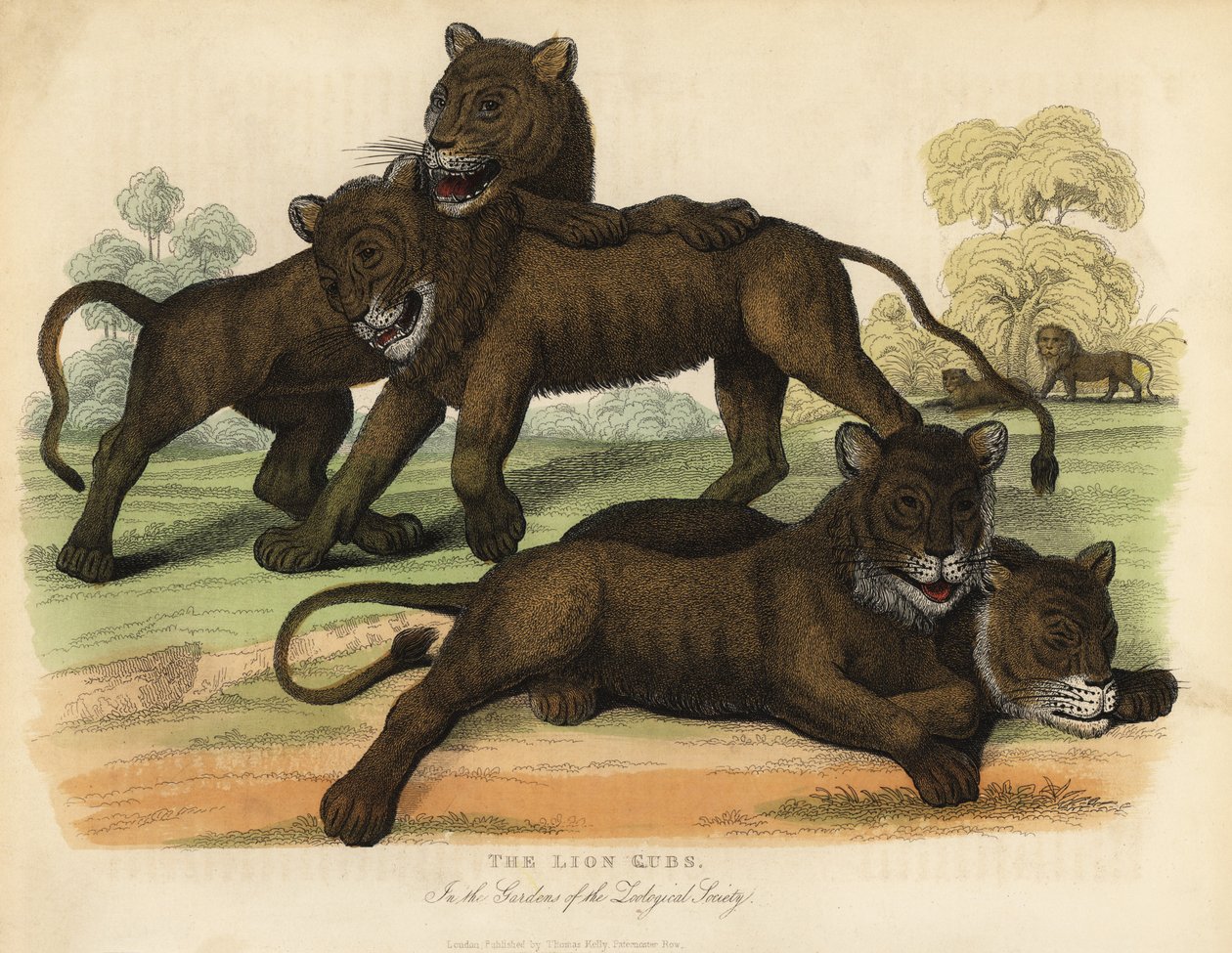 Los cachorros de león en los jardines de la Sociedad Zoológica de William Smellie