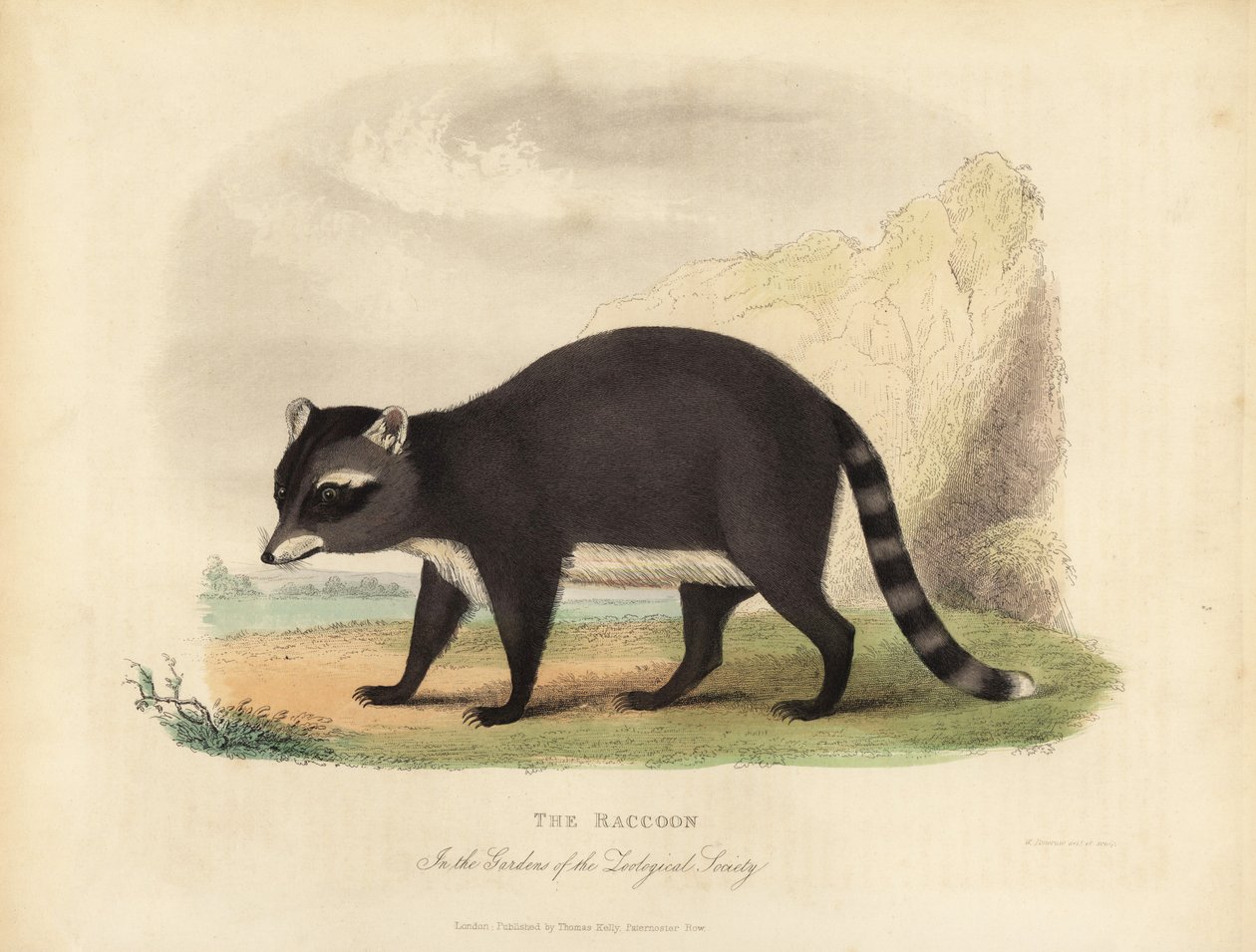 El mapache, Procyon lotor de William Smellie