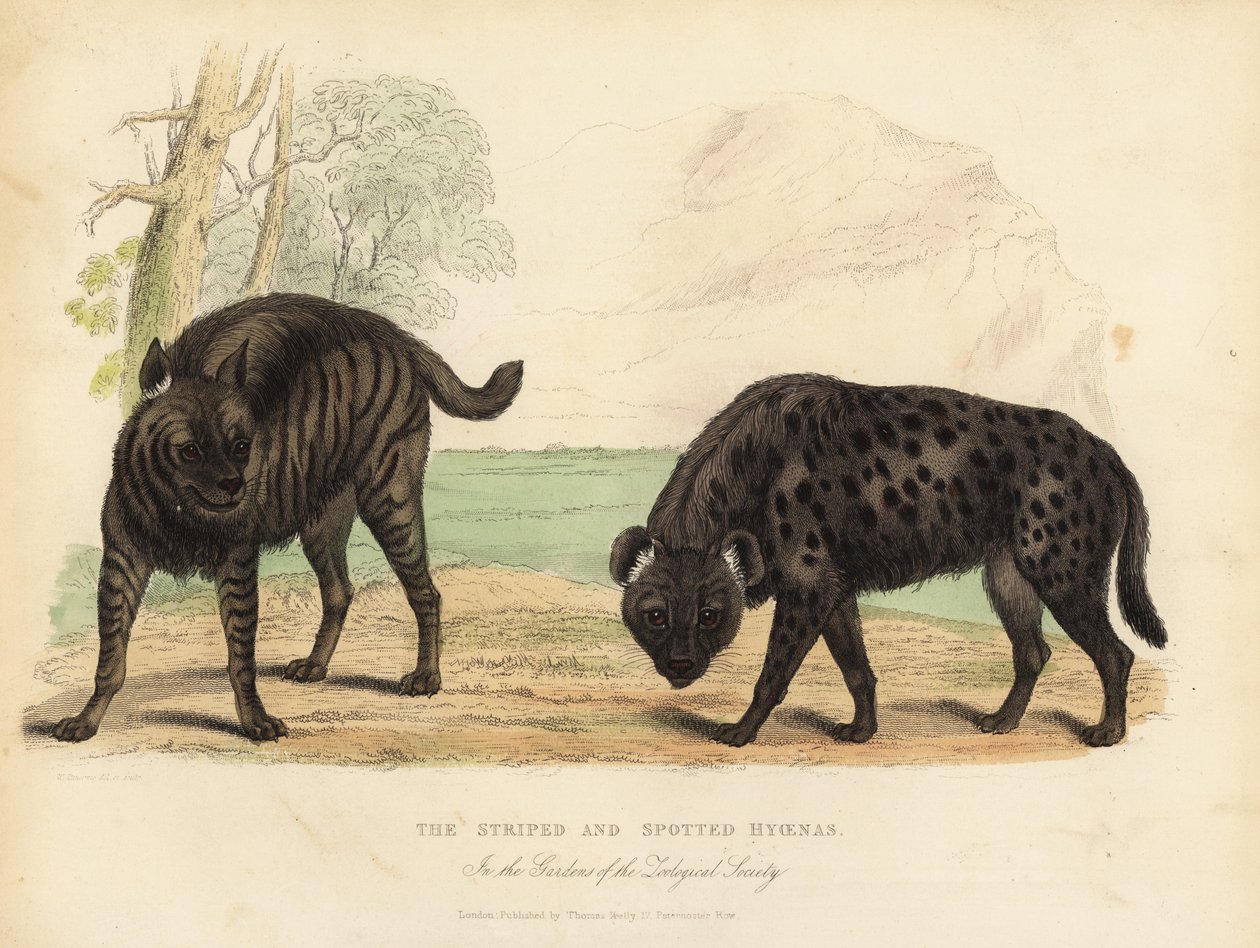 La hiena rayada y la hiena manchada de William Smellie
