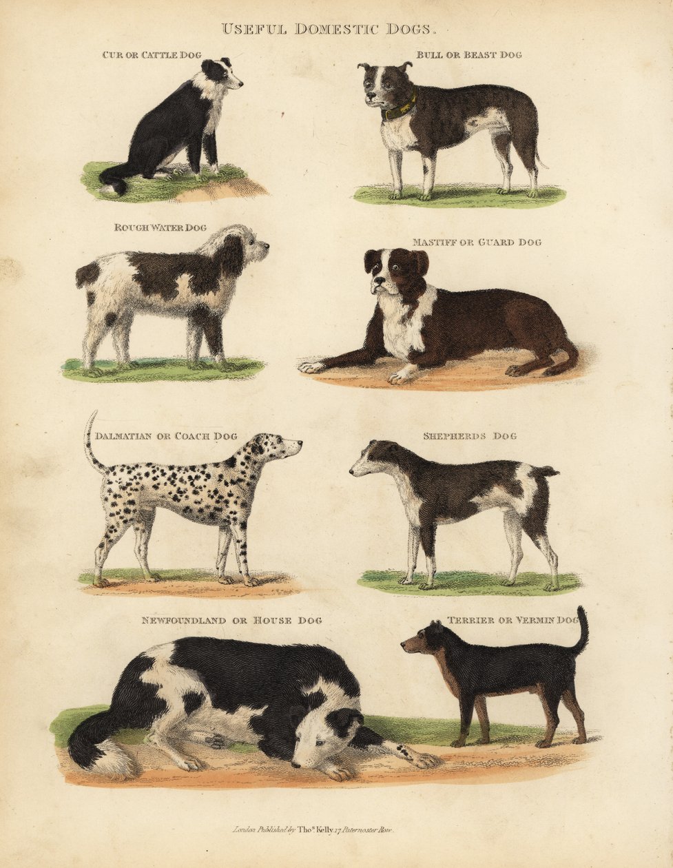 Perros domésticos útiles, Canis lupus familiaris de William Smellie