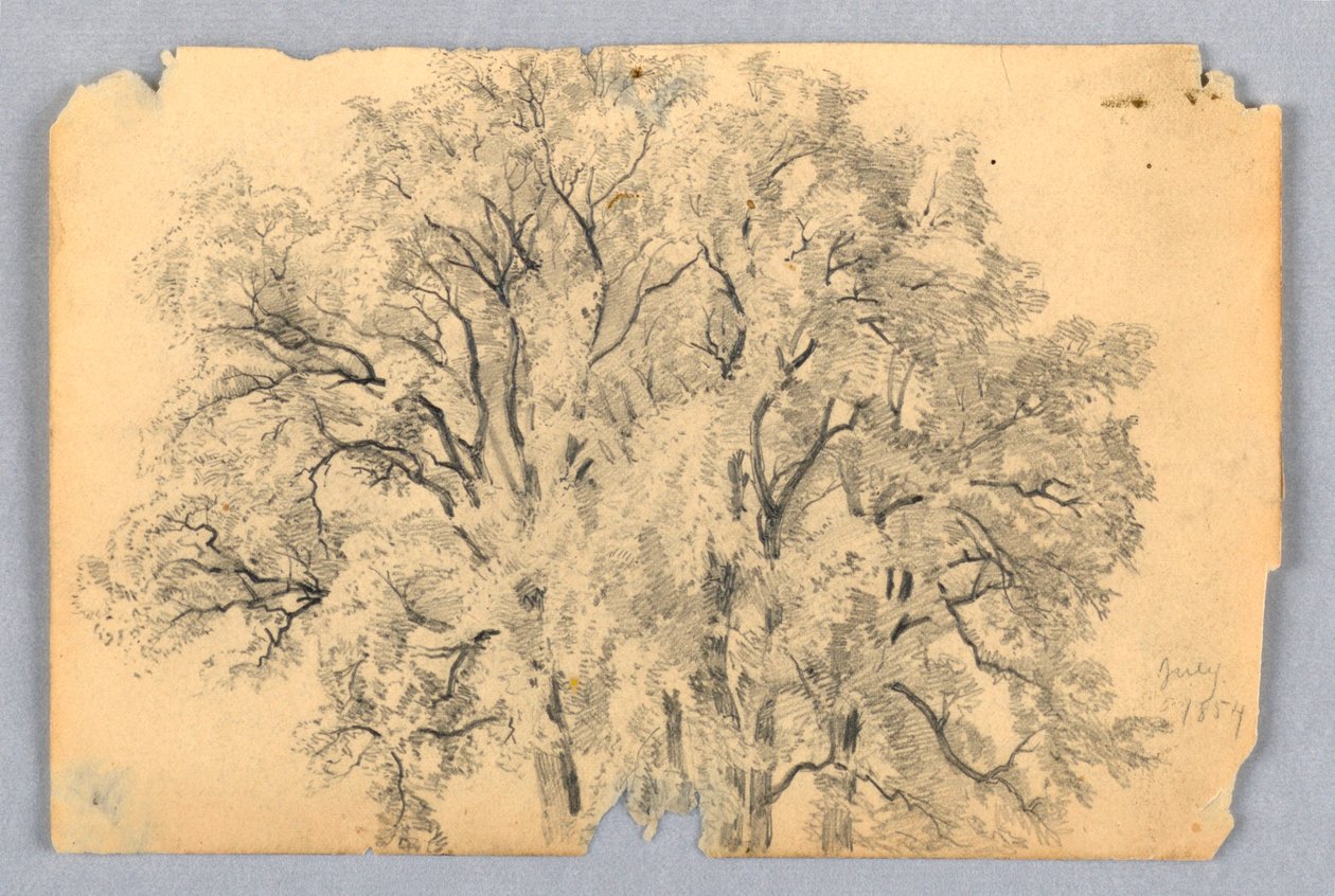 Estudio de Olmo de William Trost Richards