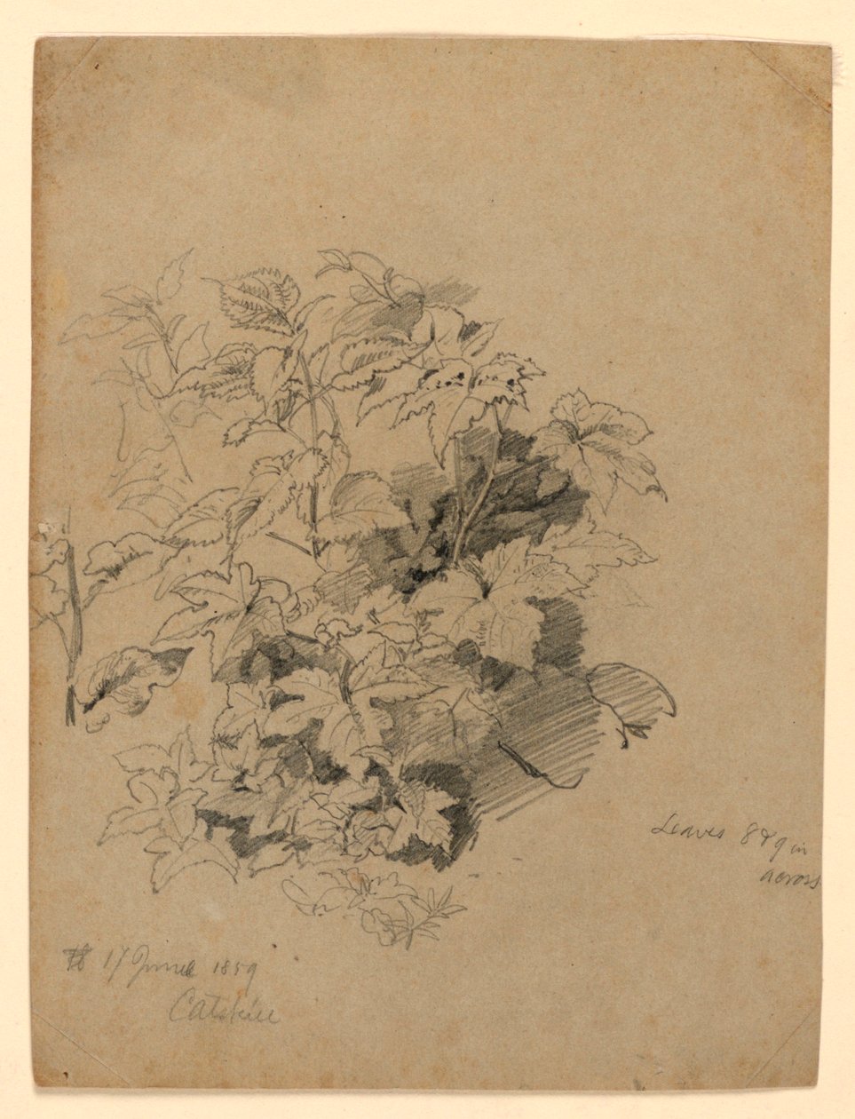 Estudio de follaje de William Trost Richards