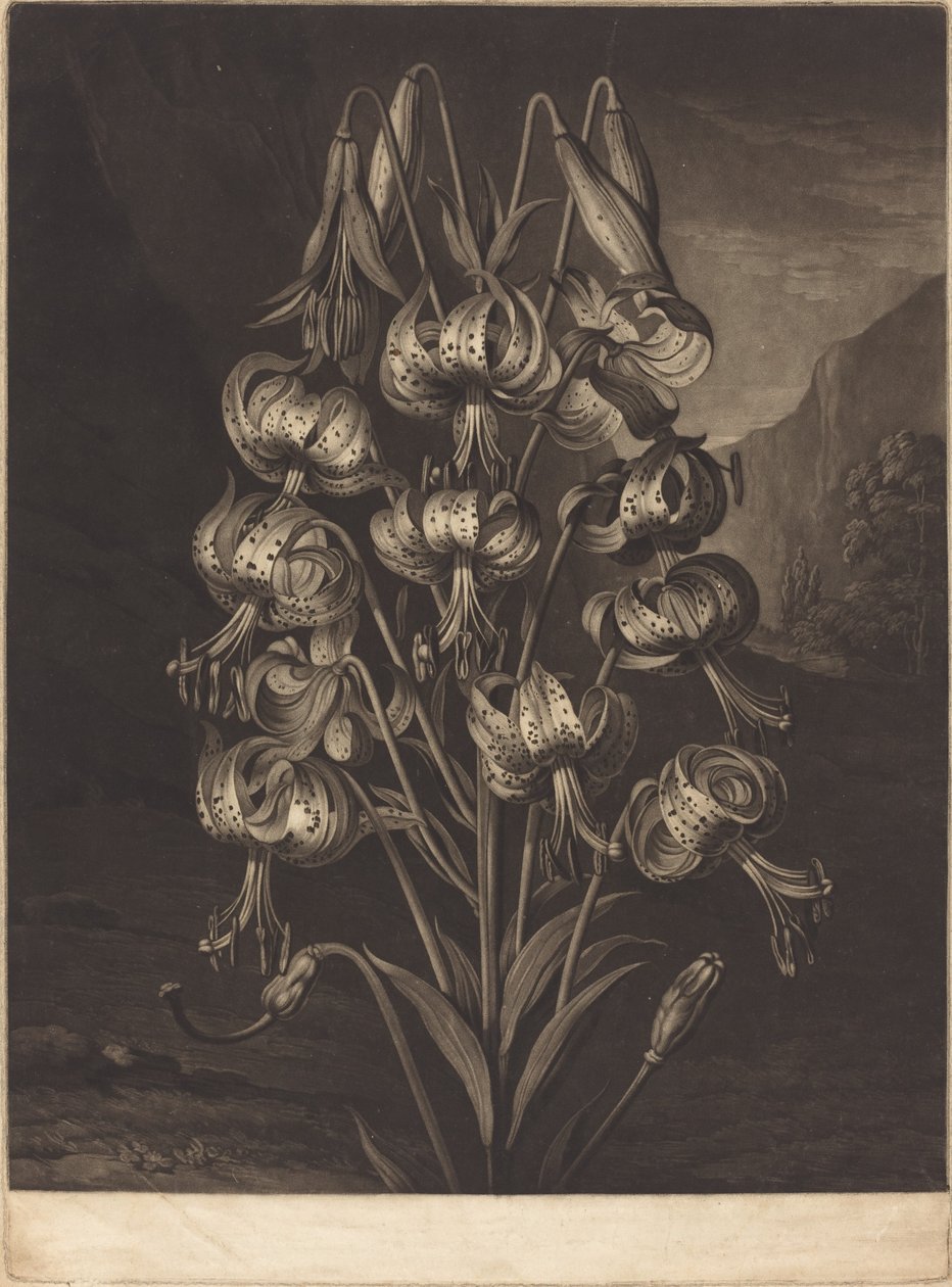 El lirio soberbio de William Ward after Philip Reinagle
