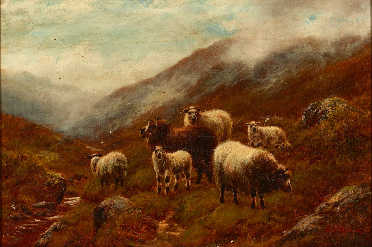 Ovejas de las Tierras Altas en una ladera (óleo sobre lienzo) de William Watson