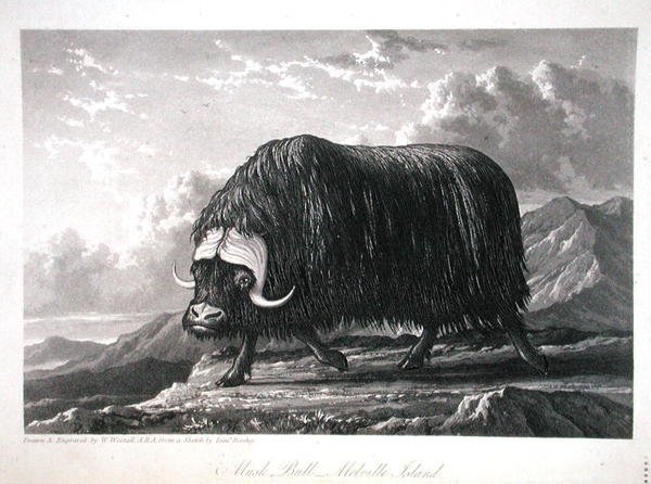 Toro almizclero, Isla Melville, de 