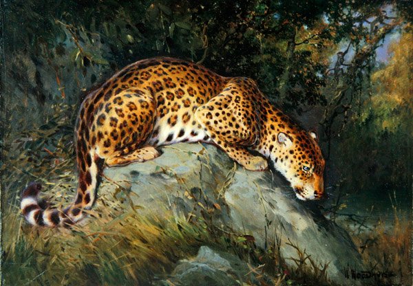 Un leopardo agazapado en una roca de William Woodhouse