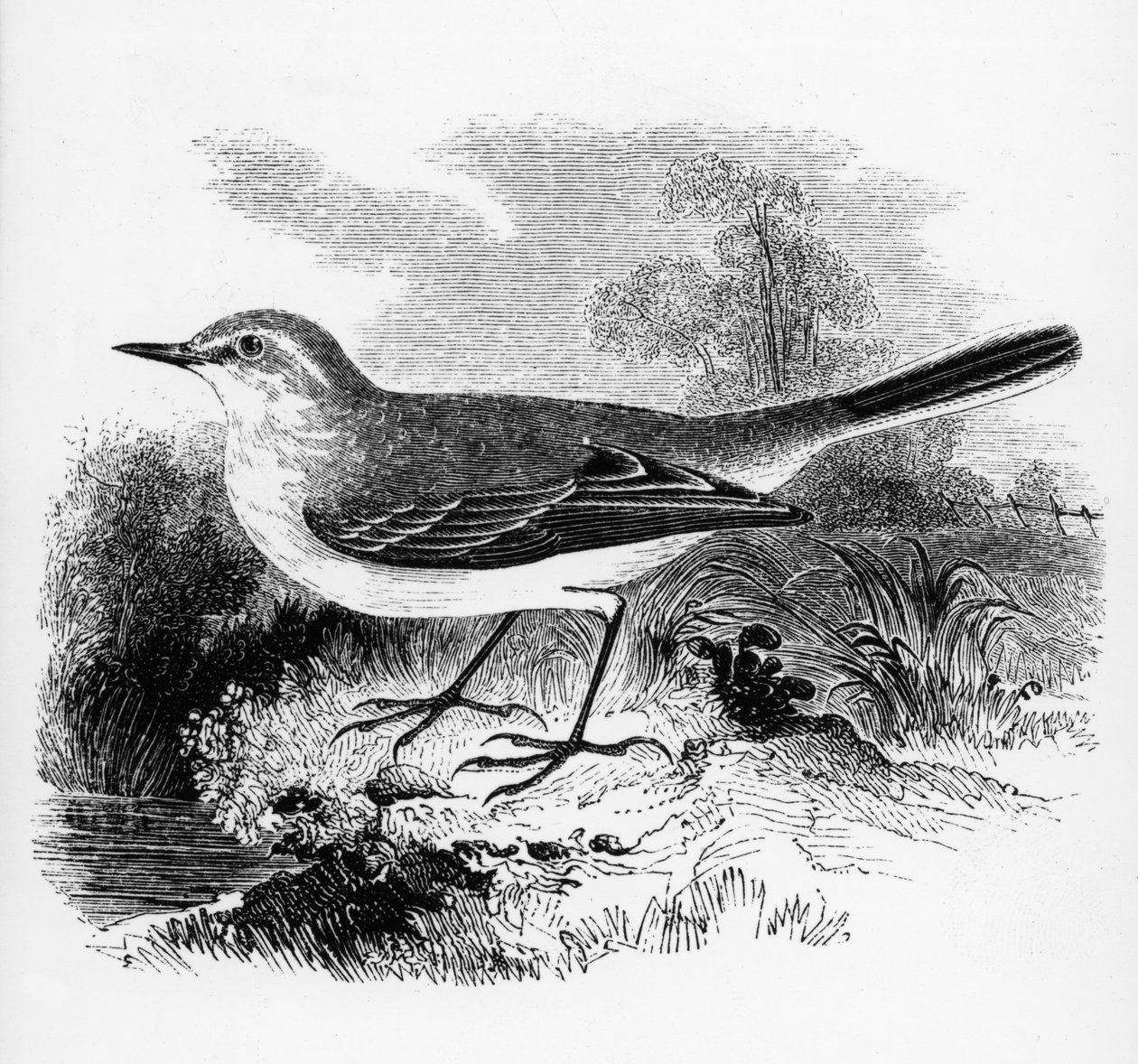 Lavandera de Ray, ilustración de 