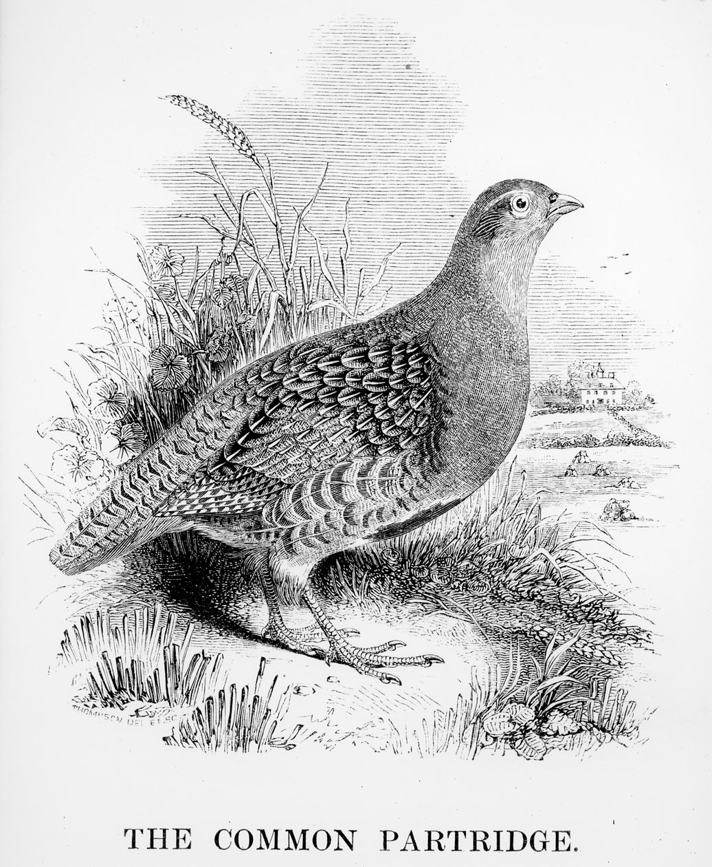 La perdiz común, ilustración de 