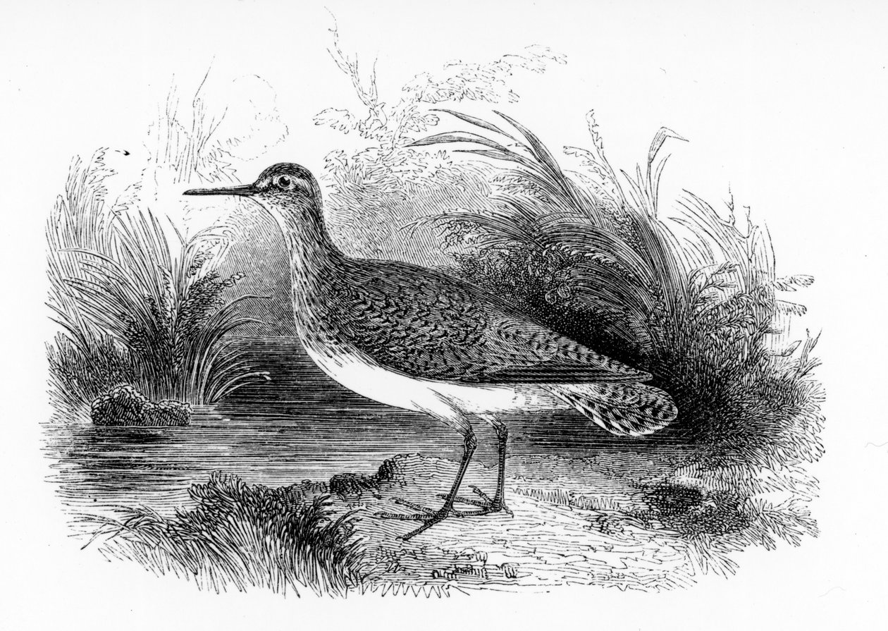 El Andarríos Común, ilustración de 