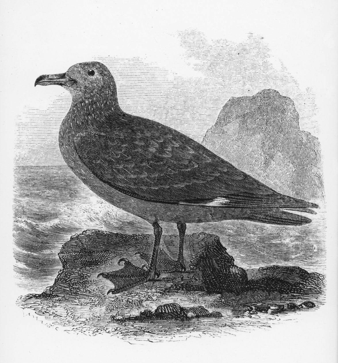 El págalo común, ilustración de 
