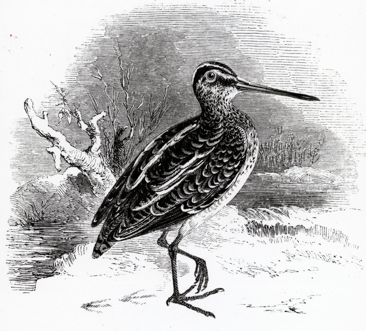La agachadiza común, ilustración de 