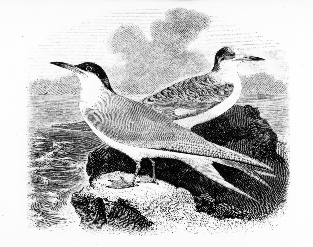 El charrán común, ilustración de 