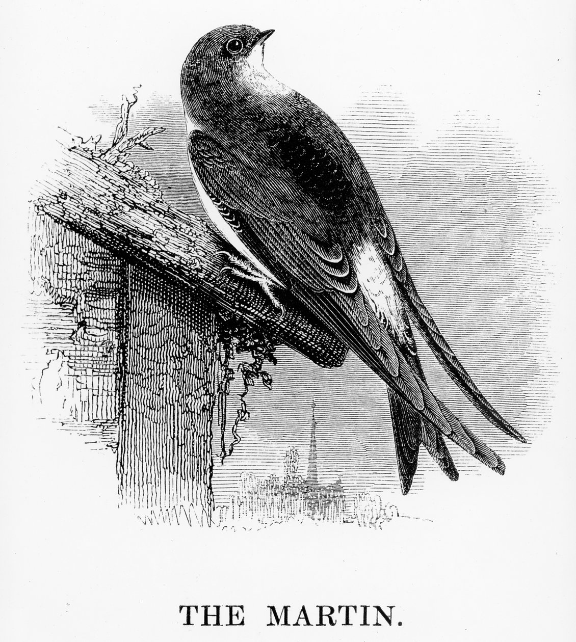 El Martín, ilustración de 