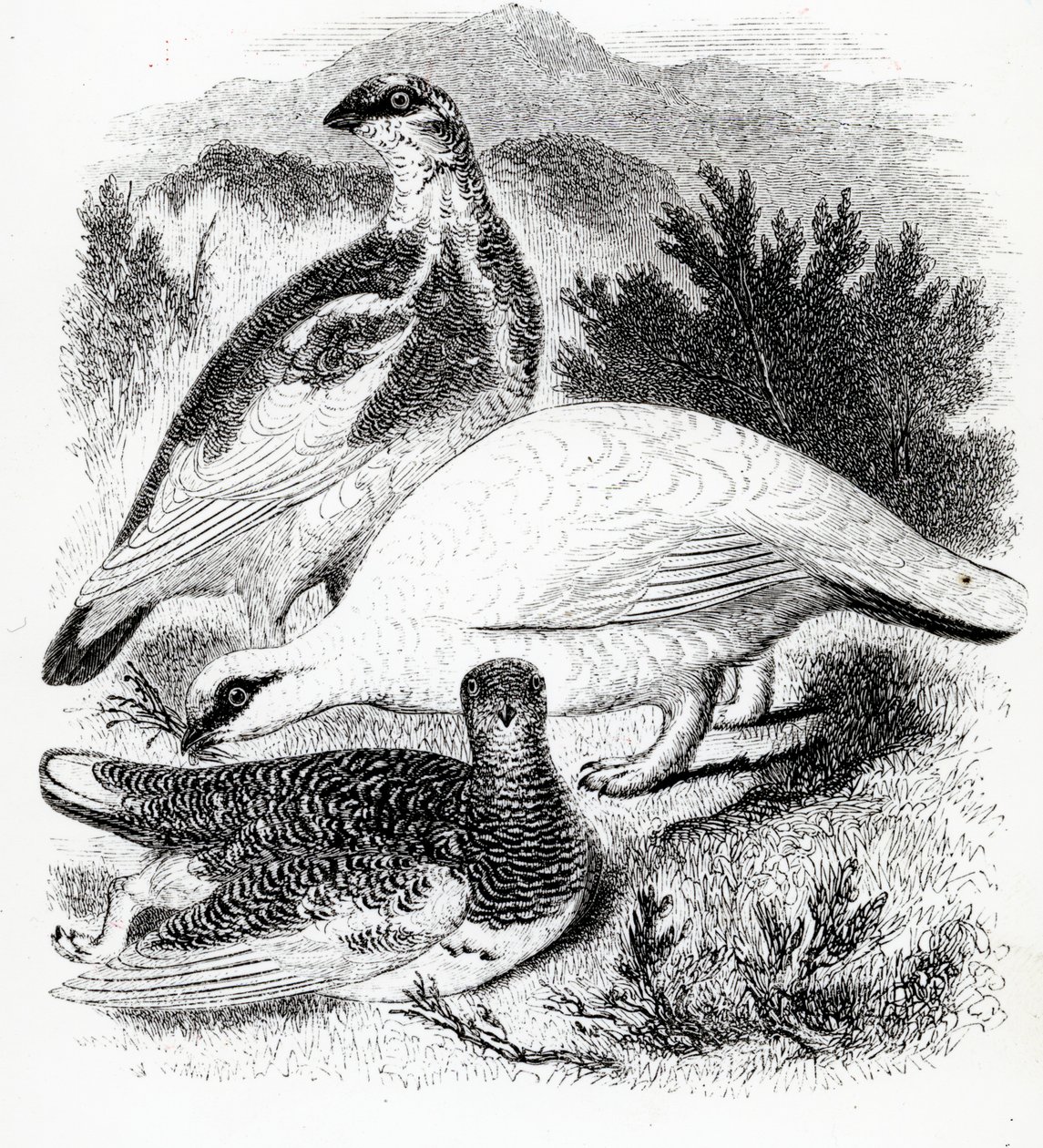 El Lagópodo, ilustración de 