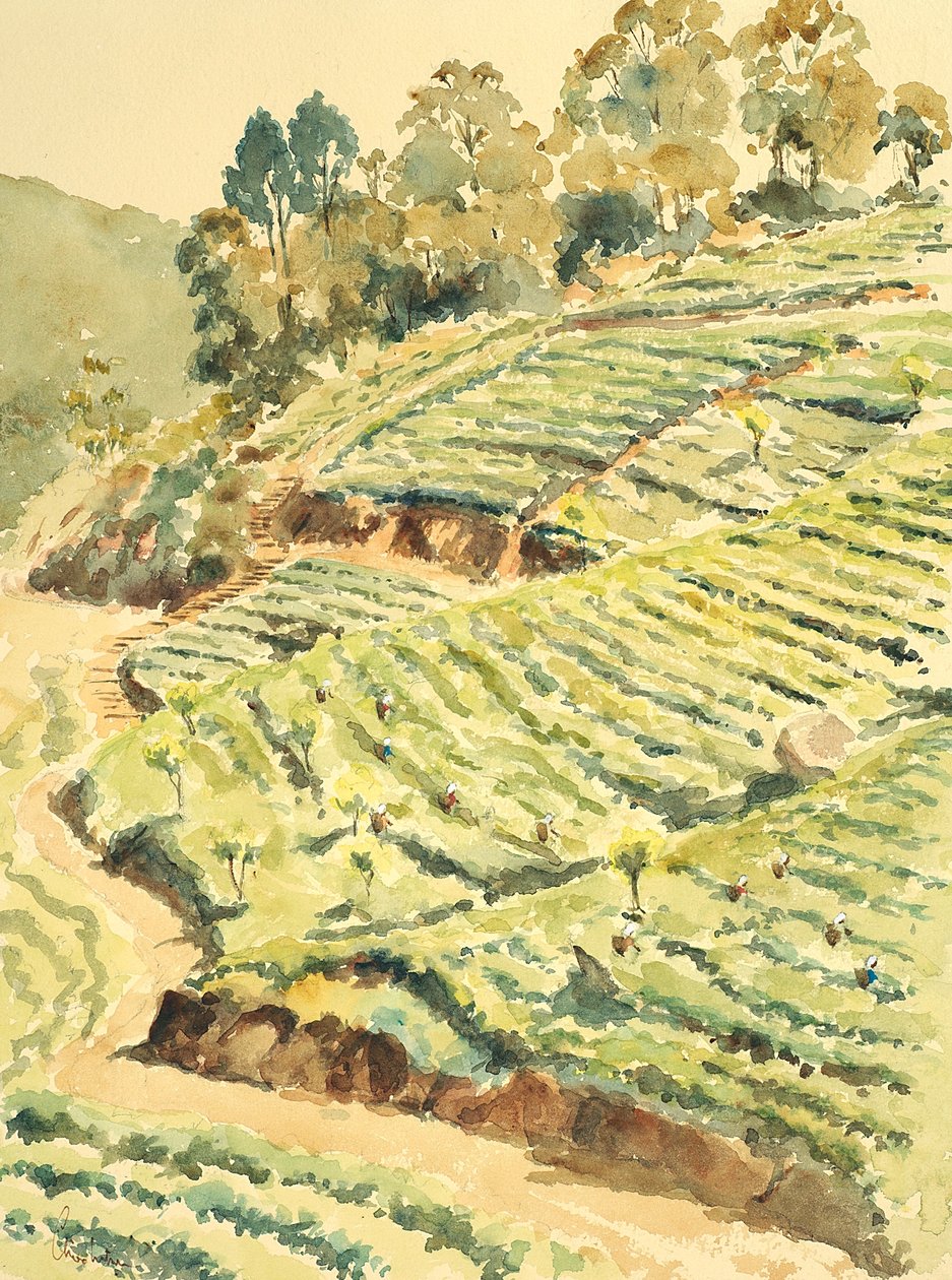 Recolectores de té, Glenmore de Wilson Clive