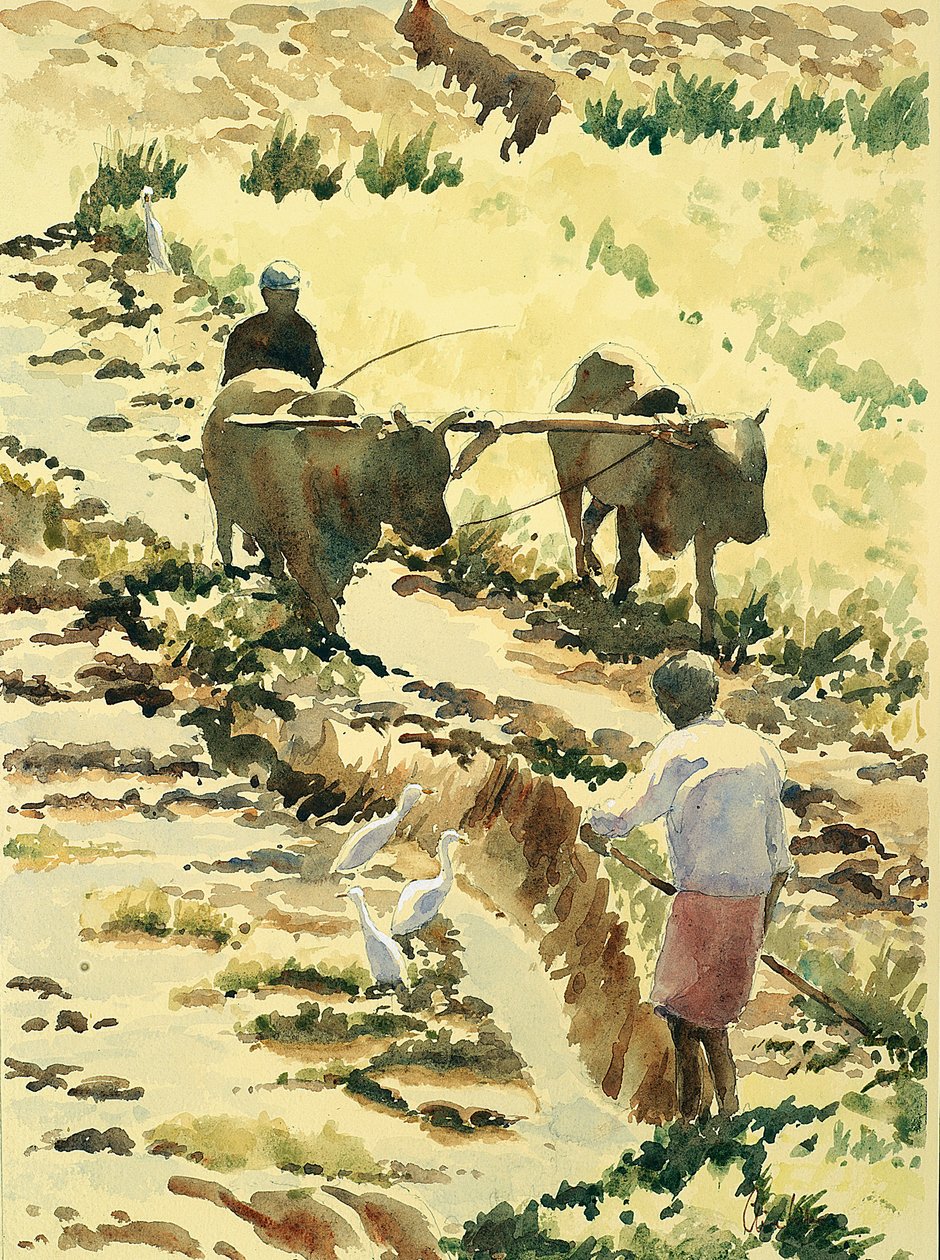 753 Preparando el campo de arroz de Wilson Clive