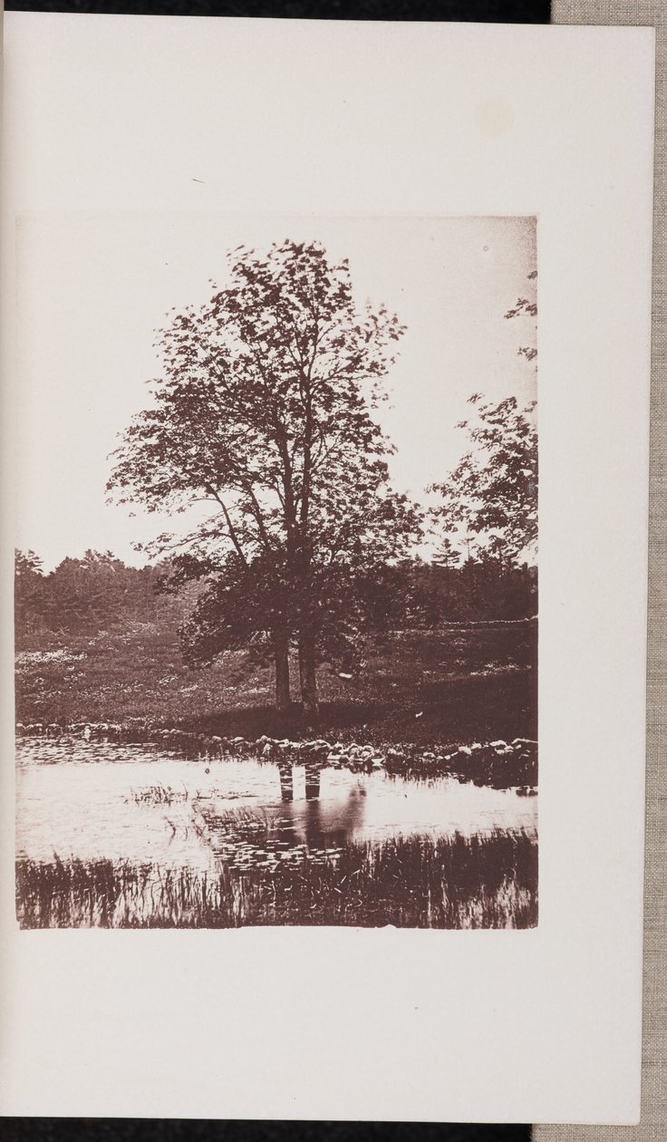 Fresnos en las orillas de Turtle Pond, en Beverly de Wilson Flagg