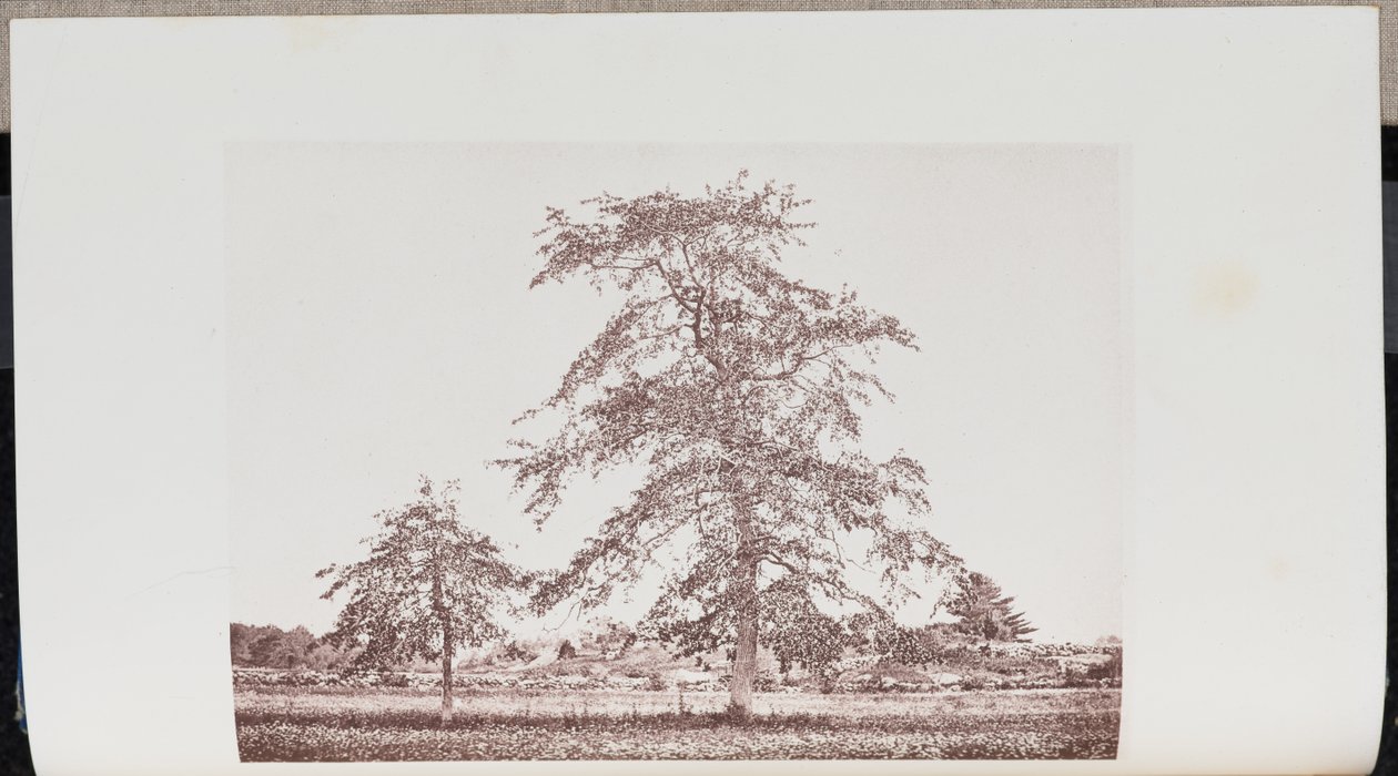 Tupelo-árboles en un campo cerca de la "salida" en el viejo camino de Essex en Beverly de Wilson Flagg