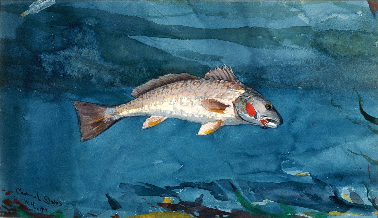 Lubina de canal de Winslow Homer