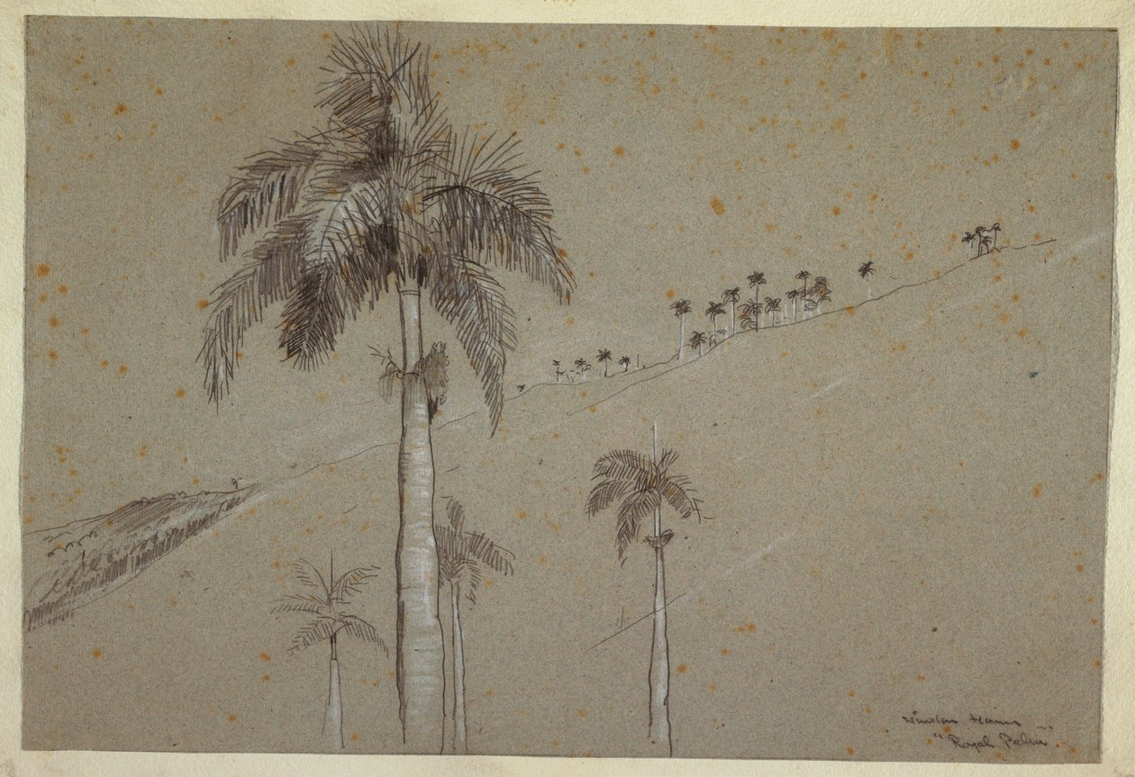 Dibujo, Palma Real, Cuba, 1885 de Winslow Homer