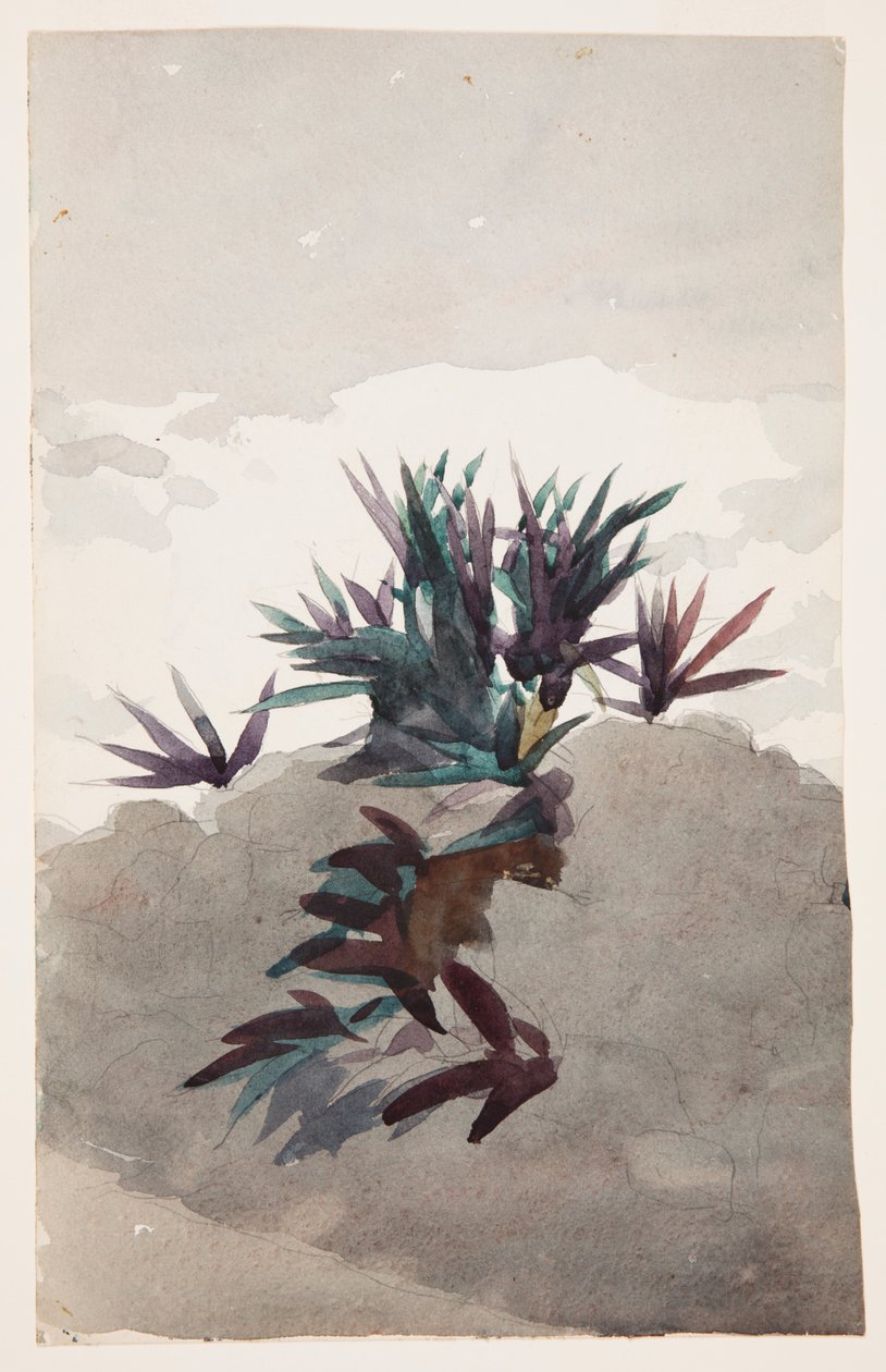 Ladera con grupos de maguey de Winslow Homer