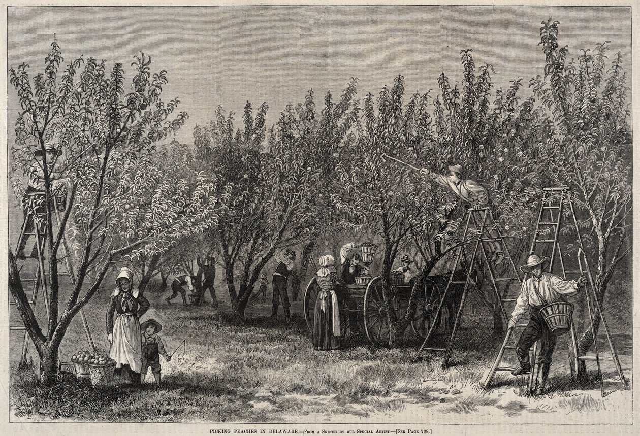 Recogiendo melocotones en Delaware de Winslow Homer
