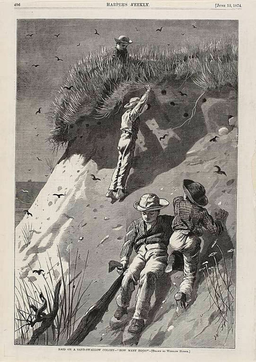 Incursión en una colonia de golondrinas de arena: "¿Cuántos huevos" de Winslow Homer