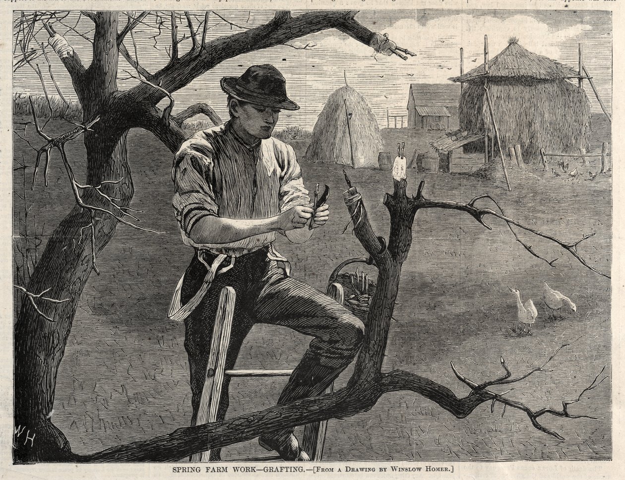 Trabajos agrícolas de primavera: el injerto de Winslow Homer