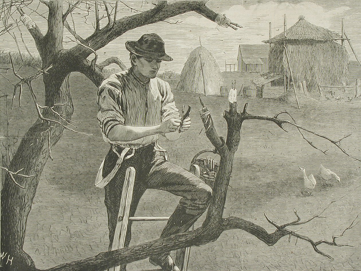 Trabajos agrícolas de primavera: el injerto de Winslow Homer