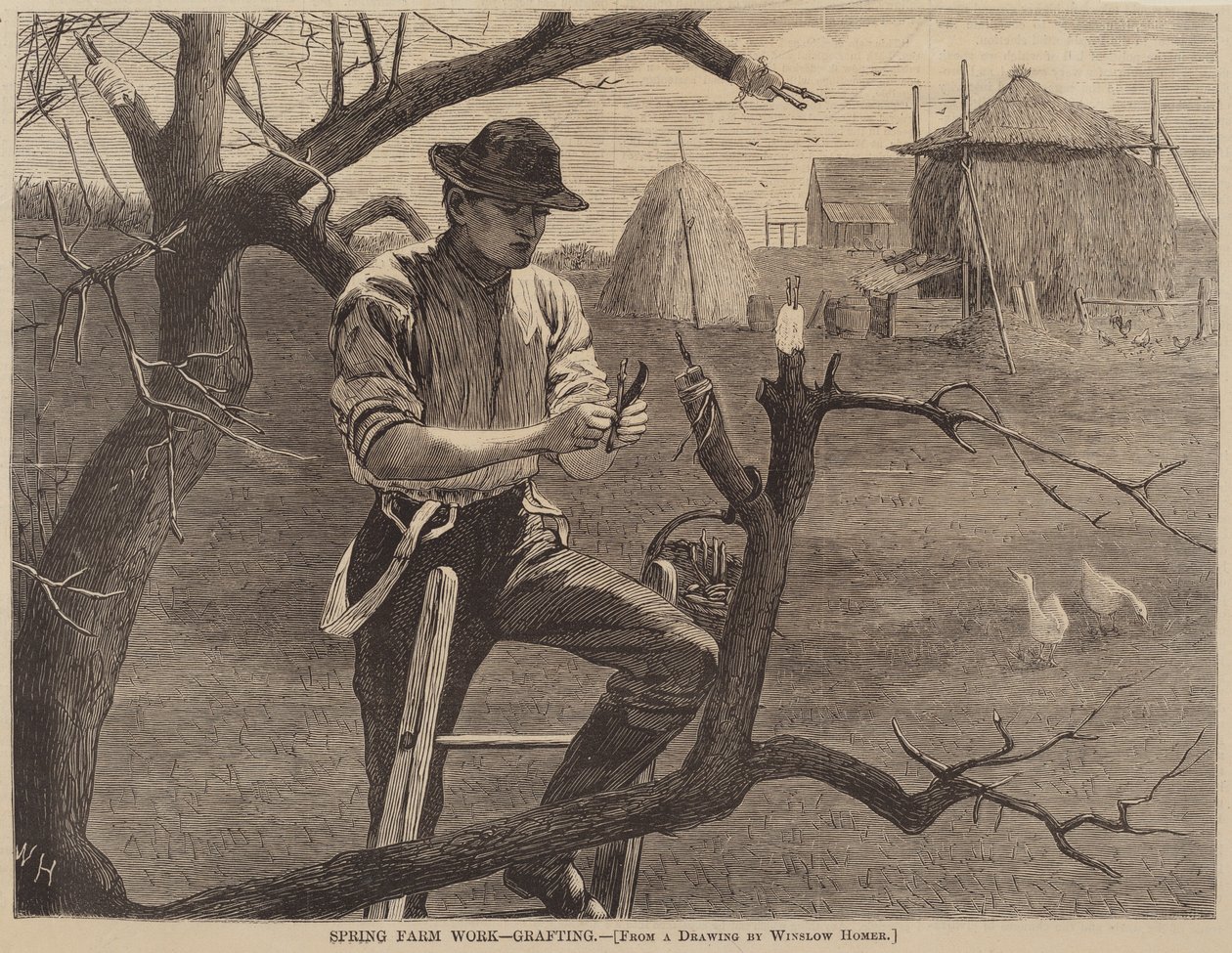 Trabajo de primavera en la granja - Injerto, publicado en 1870 de Winslow Homer