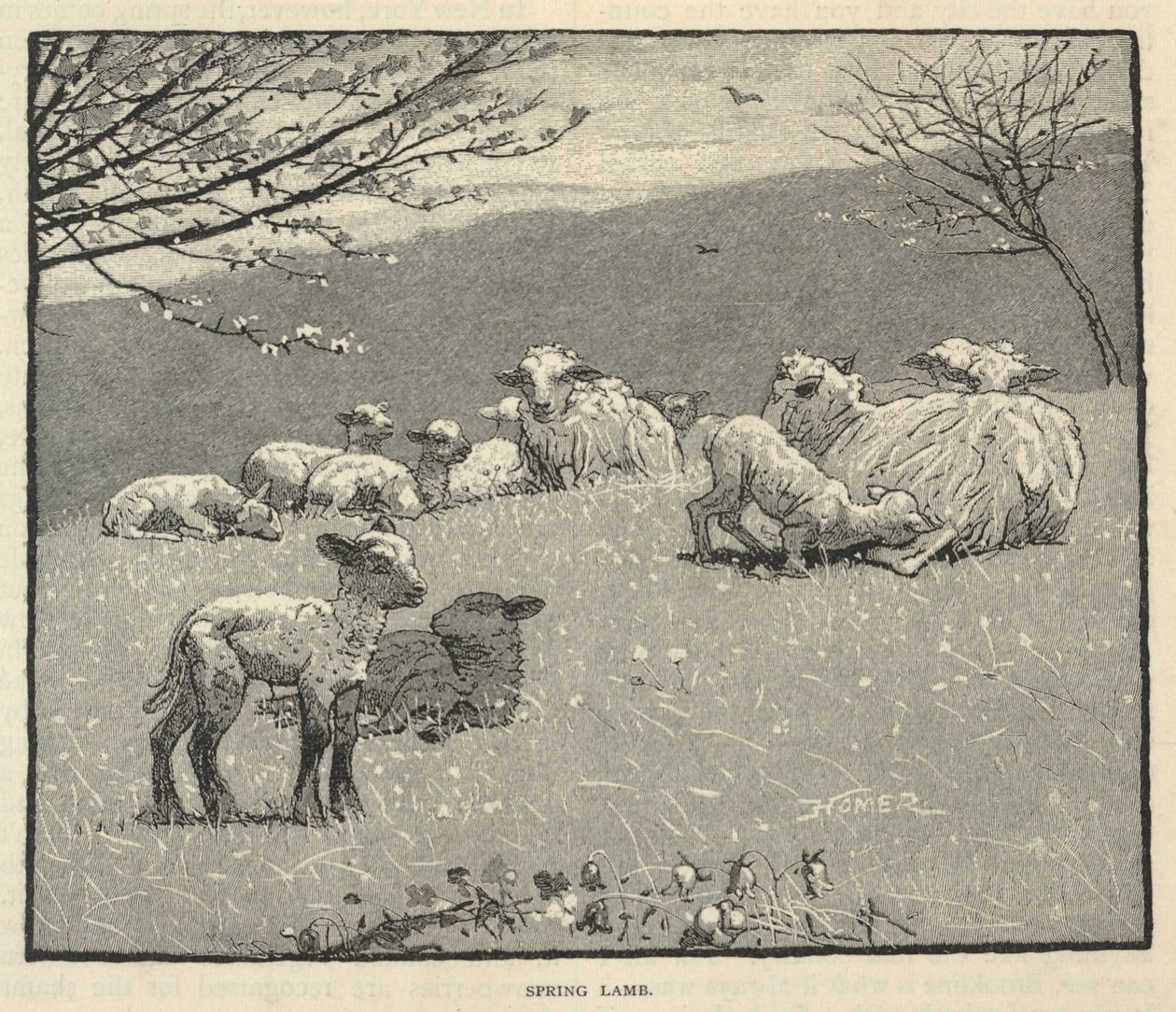 Spring Lamb, de Scribner