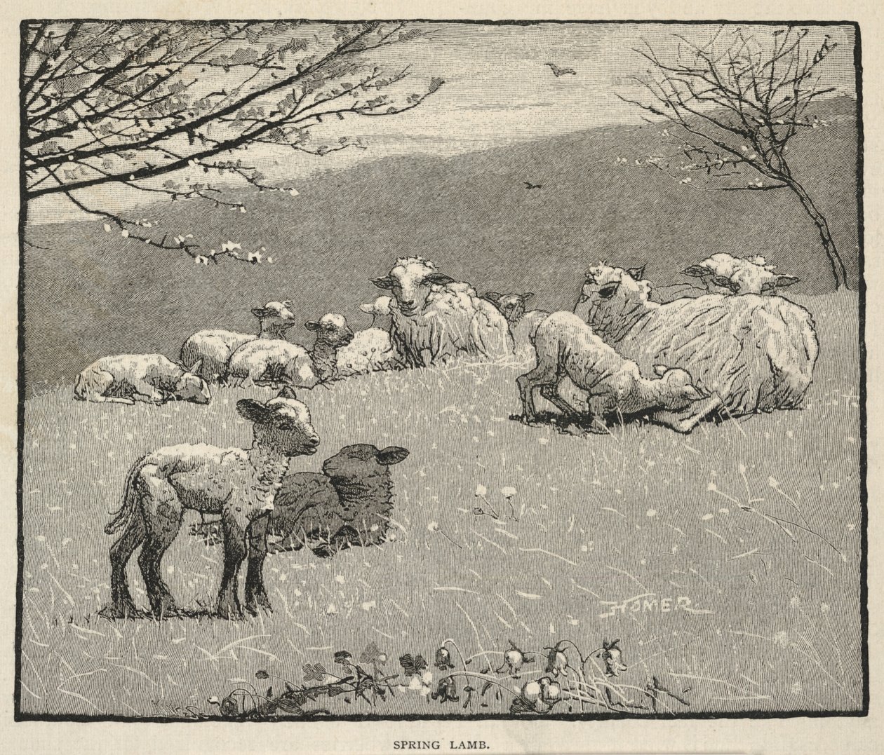 «Cordero de primavera», de Scribner
