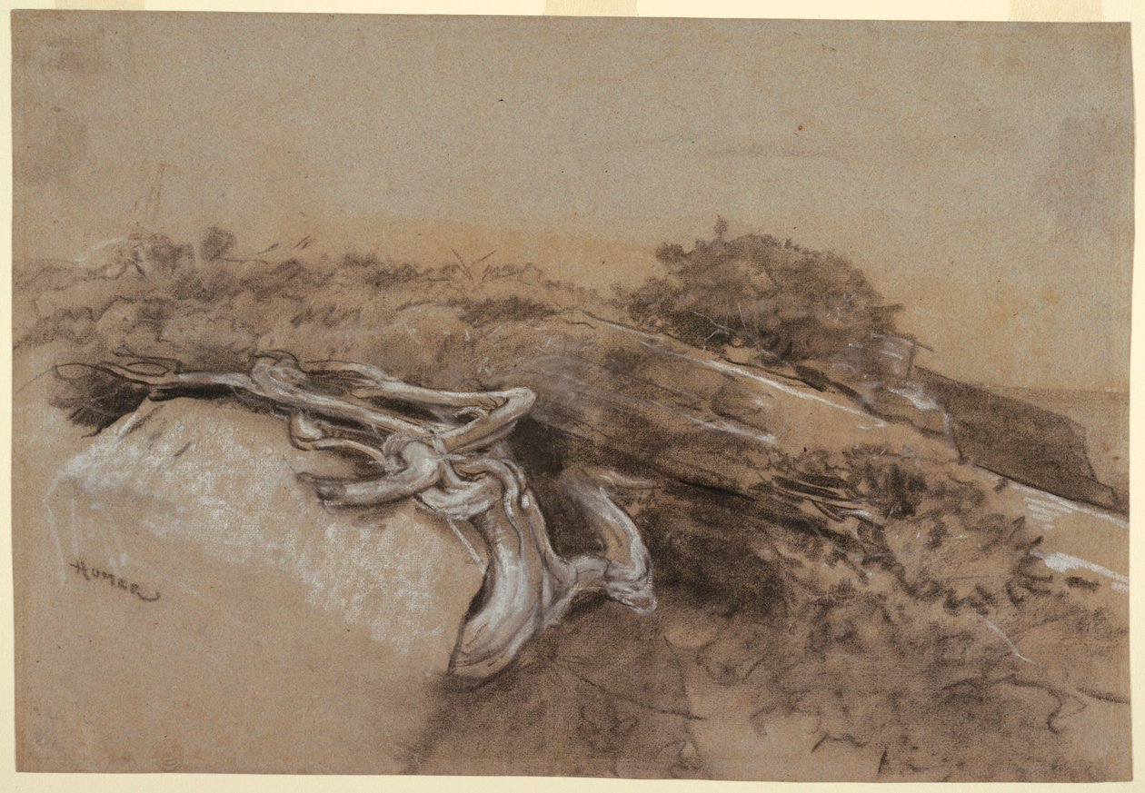 Estudio de raíces de árboles, Prout